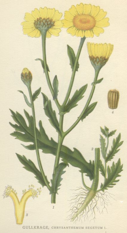 Chrysanthemum segetum