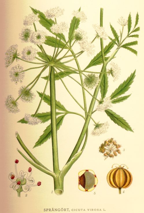 Cicuta virosa