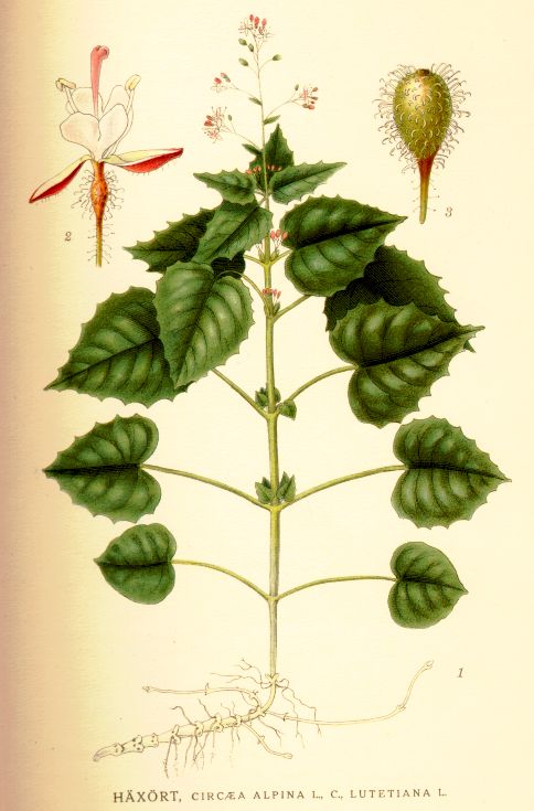 Circaea alpina