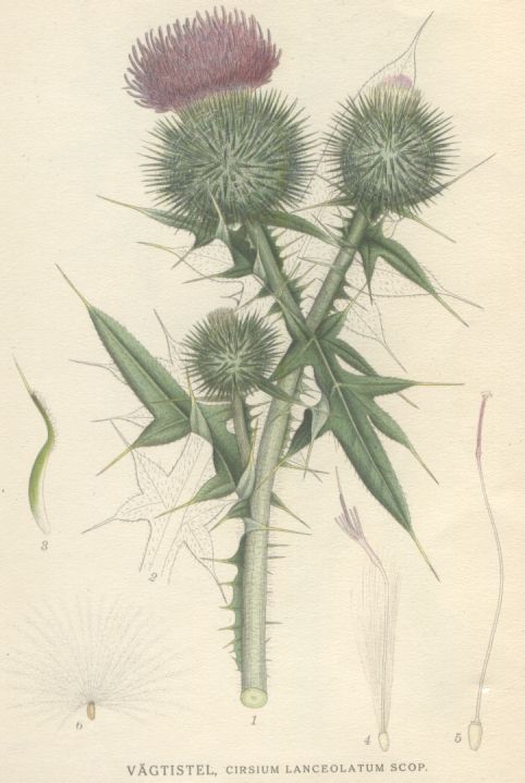 Circium lanceolatum