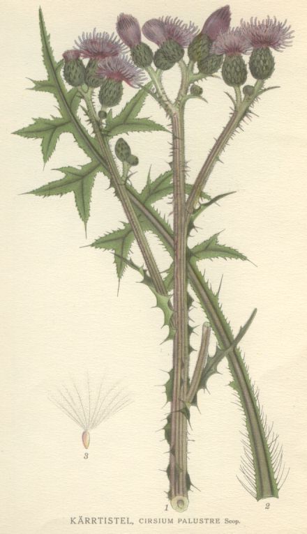 Cirsium palustre