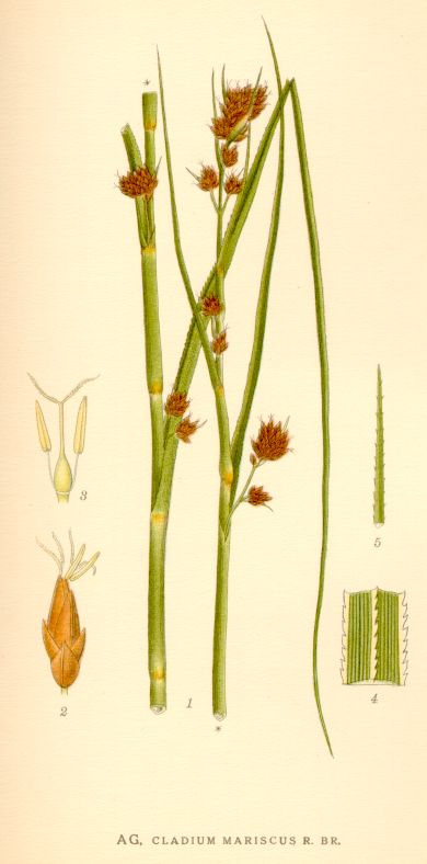 Cladium mariscus