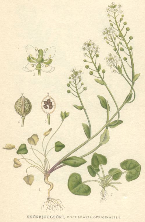 Cochlearia officinalis