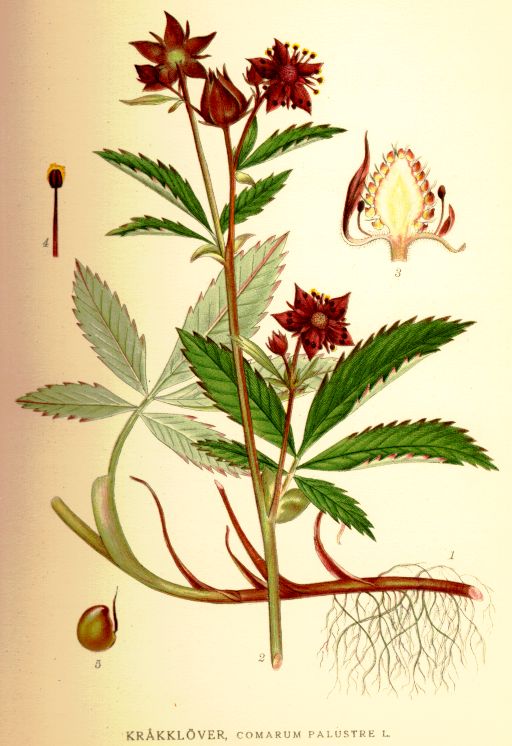 Comarum palustre