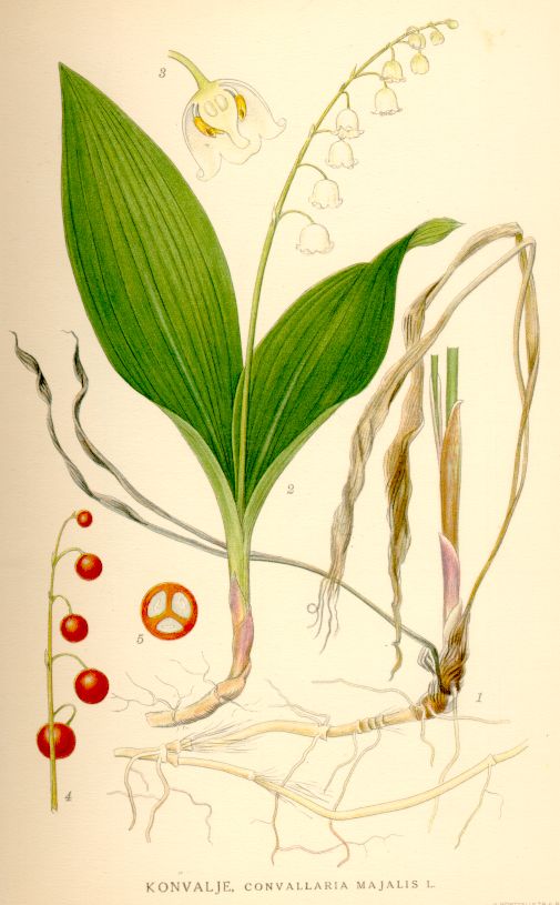 Convallaria majalis