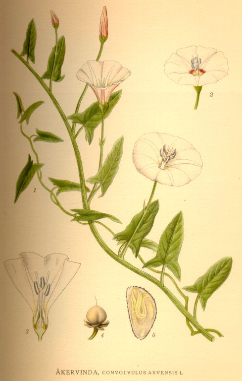 Convolvulus arvensis