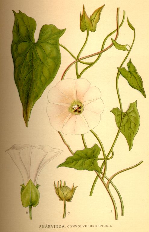 Convolvulus sepium