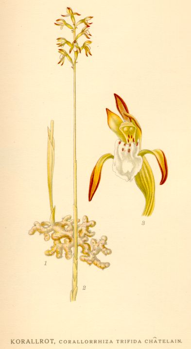 Corallorrhiza_trifida