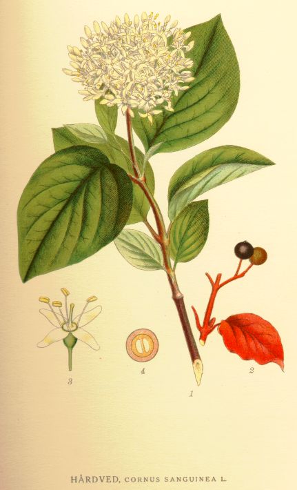 Cornus sanguinea
