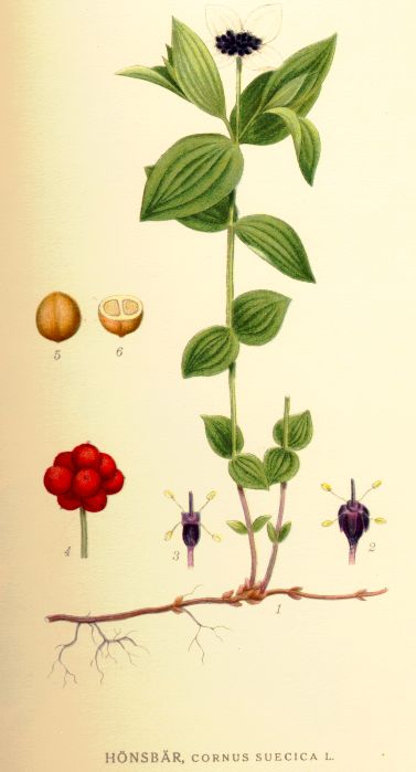 Cornus suecica