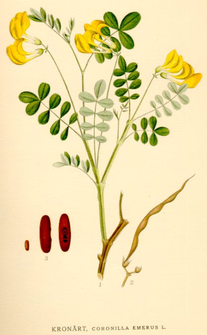 Coronilla emerus