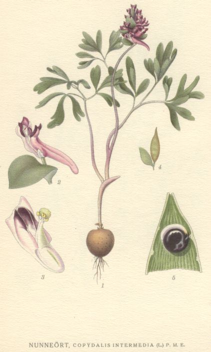 Corydalis_intermedia