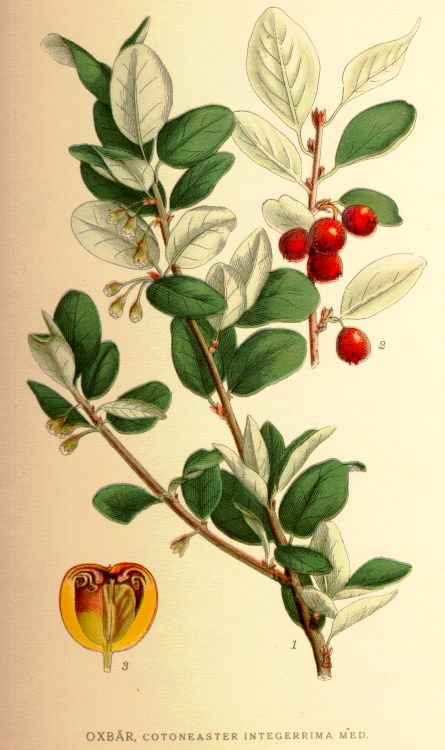 Cotoneaster_integerrima