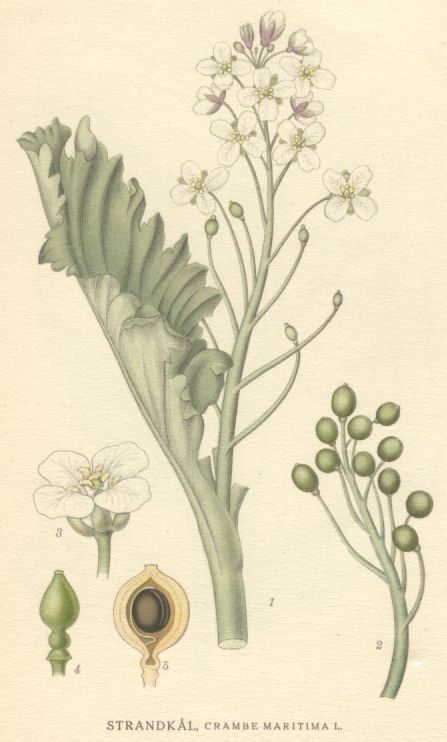 Crambe maritima