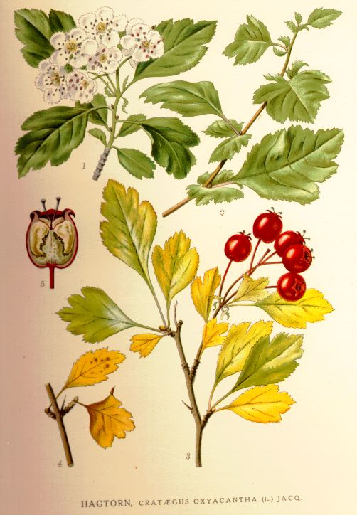Crataegus oxyacantha