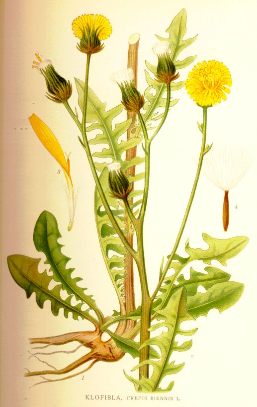 Crepis biennis