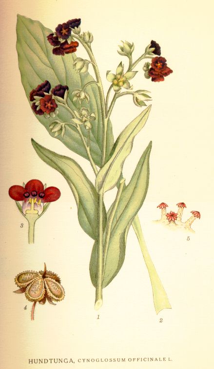 Cynoglossum officinale