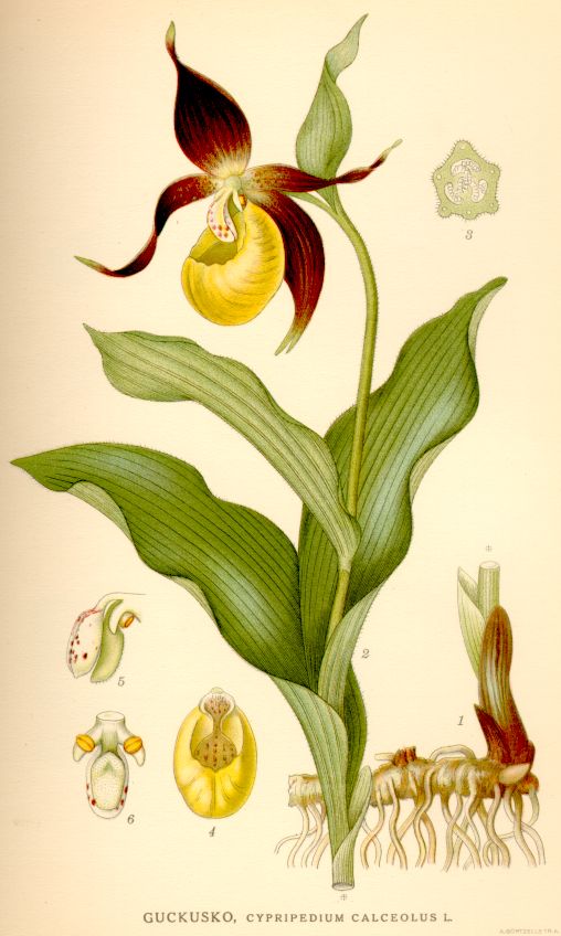 Cypripedium calceolus
