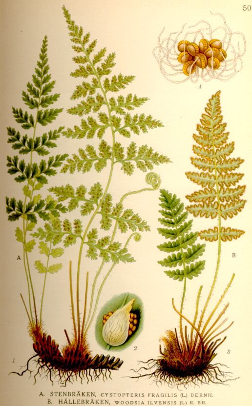 Cystopteris fragilis