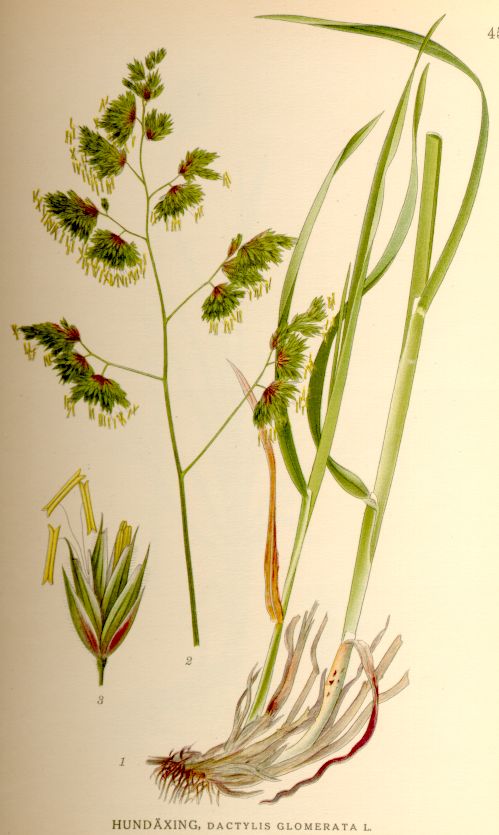 Dactylis glomerata