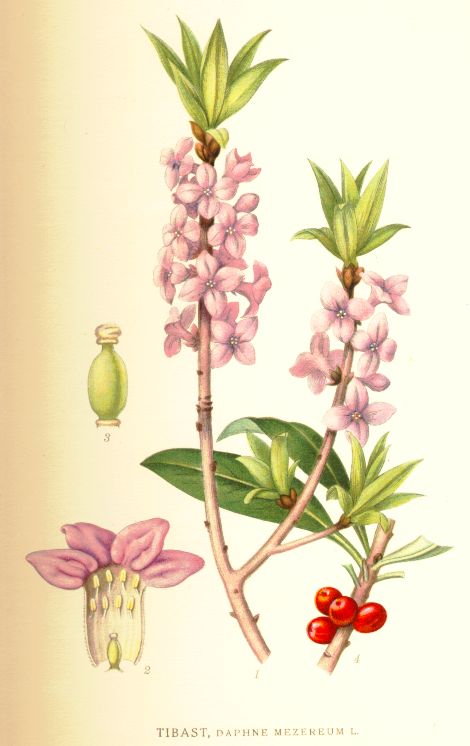Daphne mezereum