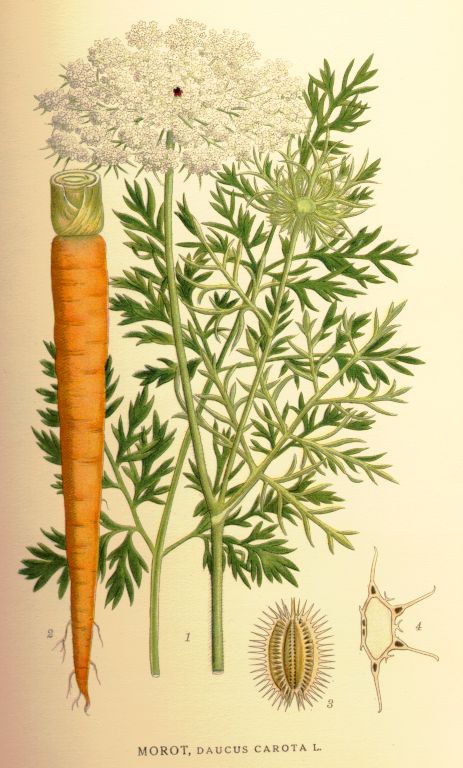 Daucus carota