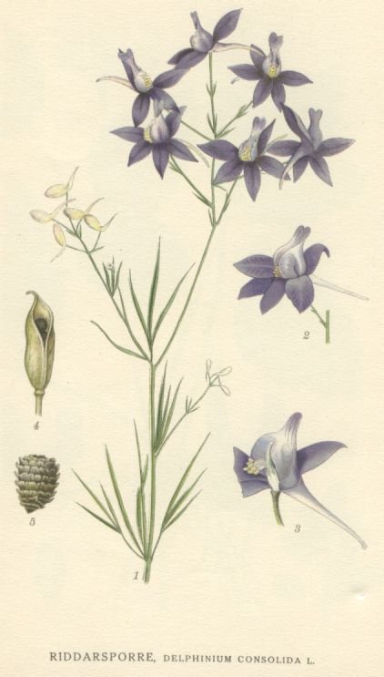 Delphinium consolida