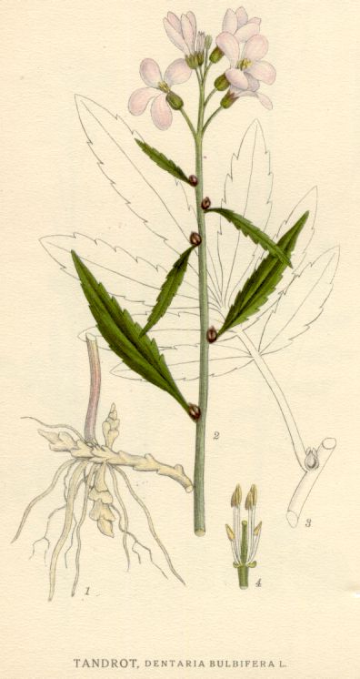 Dentaria bulbifera