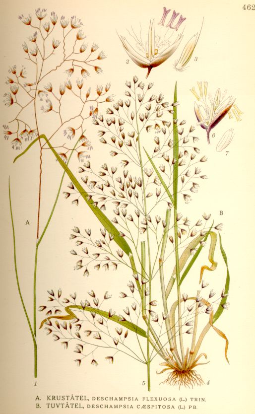 Deschampsia caespitosa