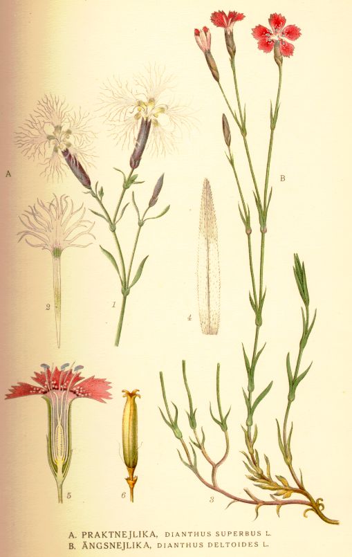 Dianthus deltoides