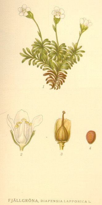 Diapensia lapponica