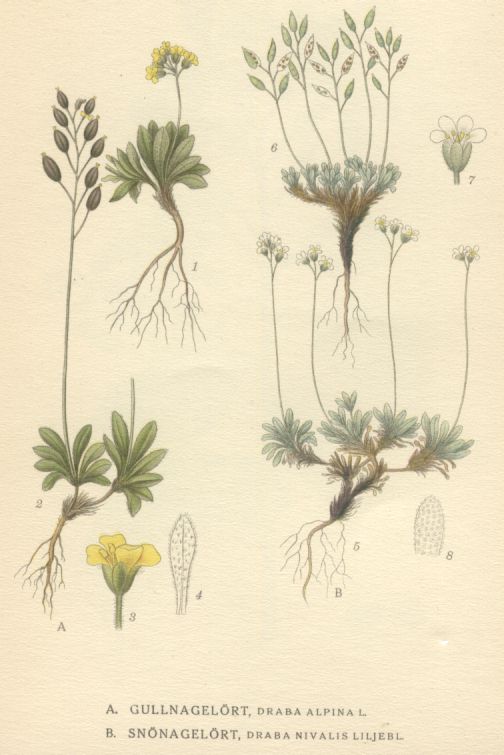 Draba alpina