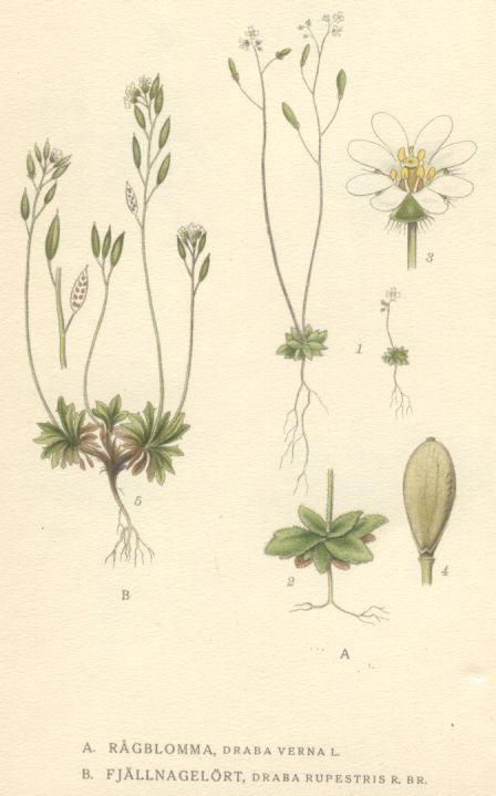 Draba_rupestris
