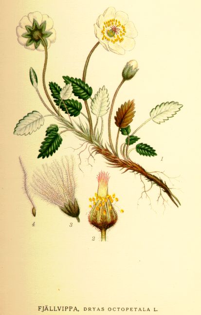 Dryas octopetala