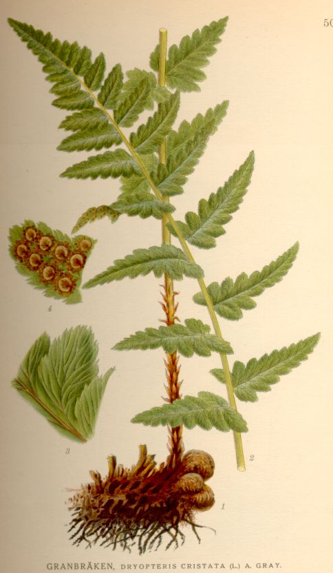 Dryopteris cristata