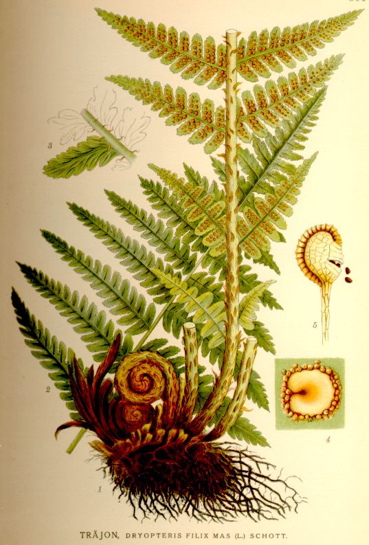 Dryopteris filix mas