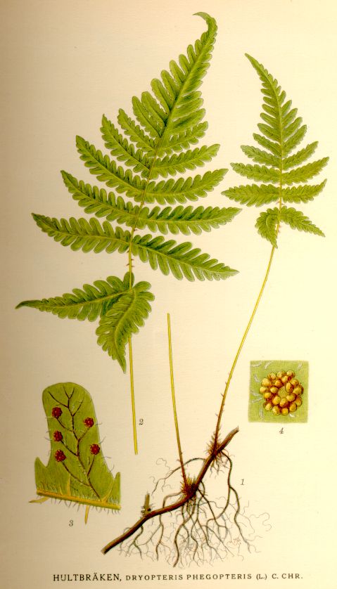 Dryopteris phegopteris