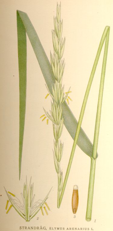 Elymus arenarius