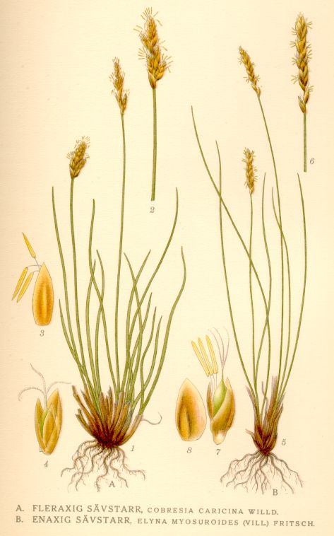 Elyna myosuroides