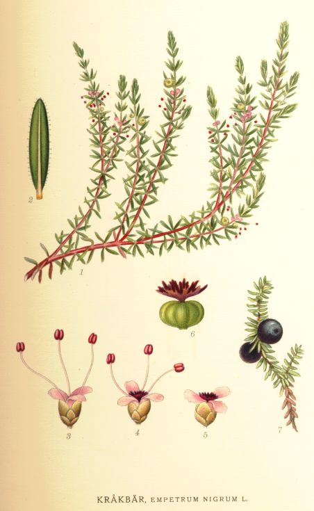 Empetrum nigrum