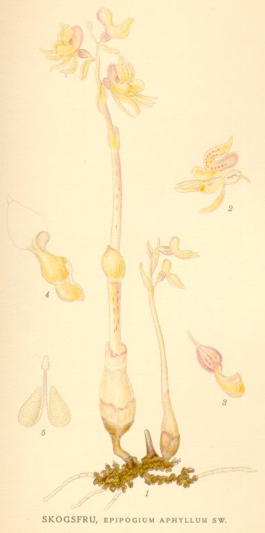 Epipogium aphyllum
