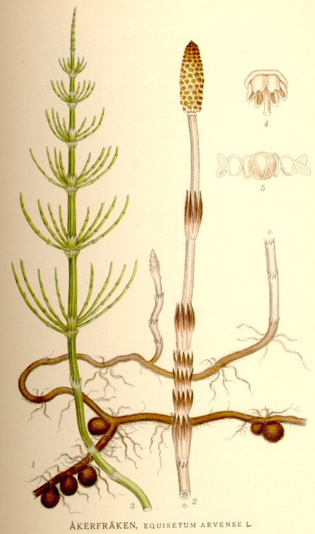 Equisetum arvense