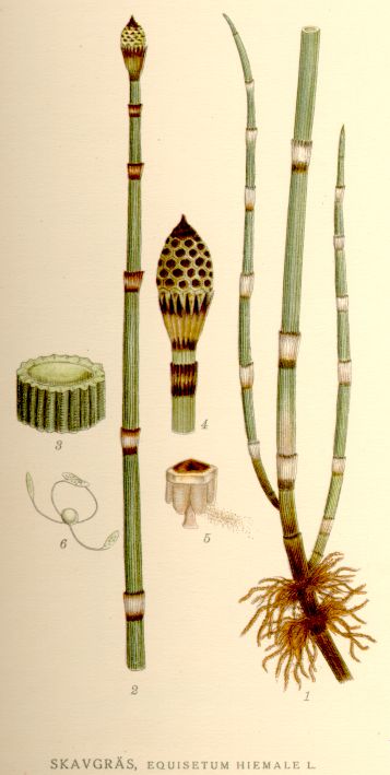 Equisetum hiemale