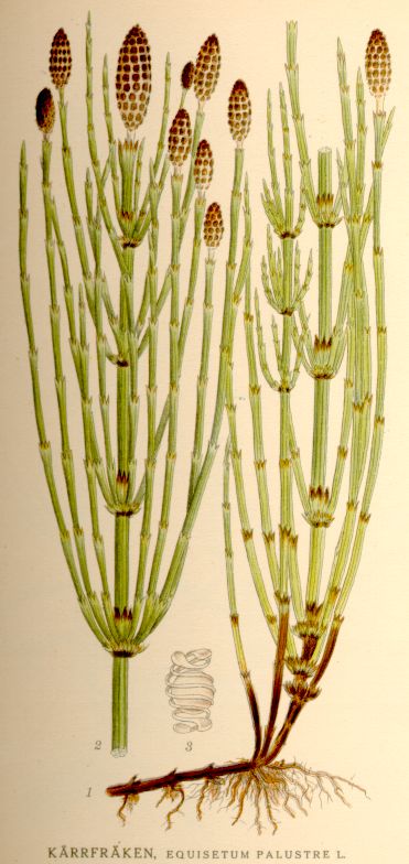 Equisetum palustre