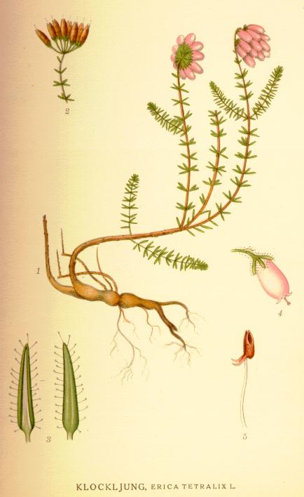 Erica tetralix