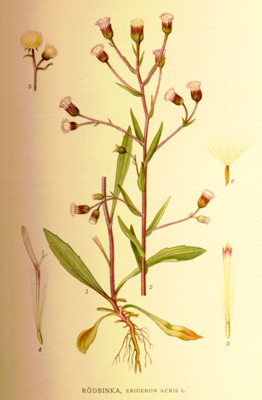 Erigeron acris