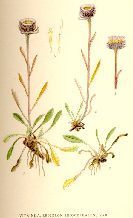 Erigeron eriocephalus