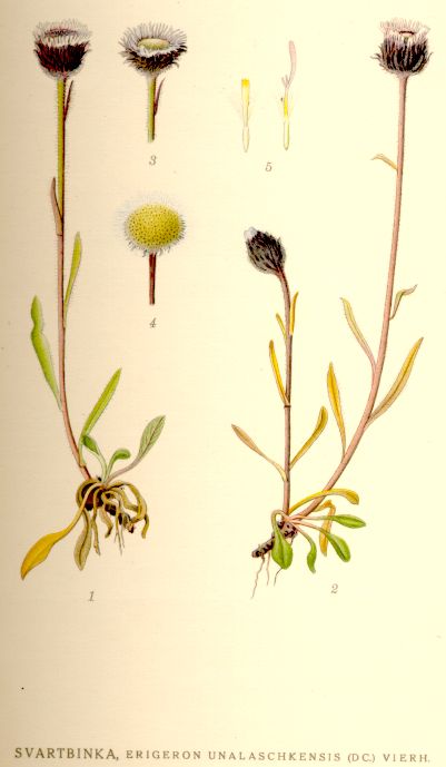 Erigeron unalaschkensis