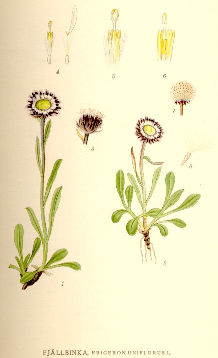 Erigeron uniflorus