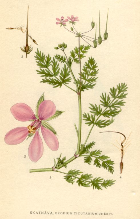 Erodium_cicutarium
